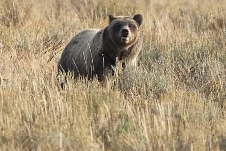 Trail Walker Attacked by Grizzly in Yellowstone Transported to Hospital
